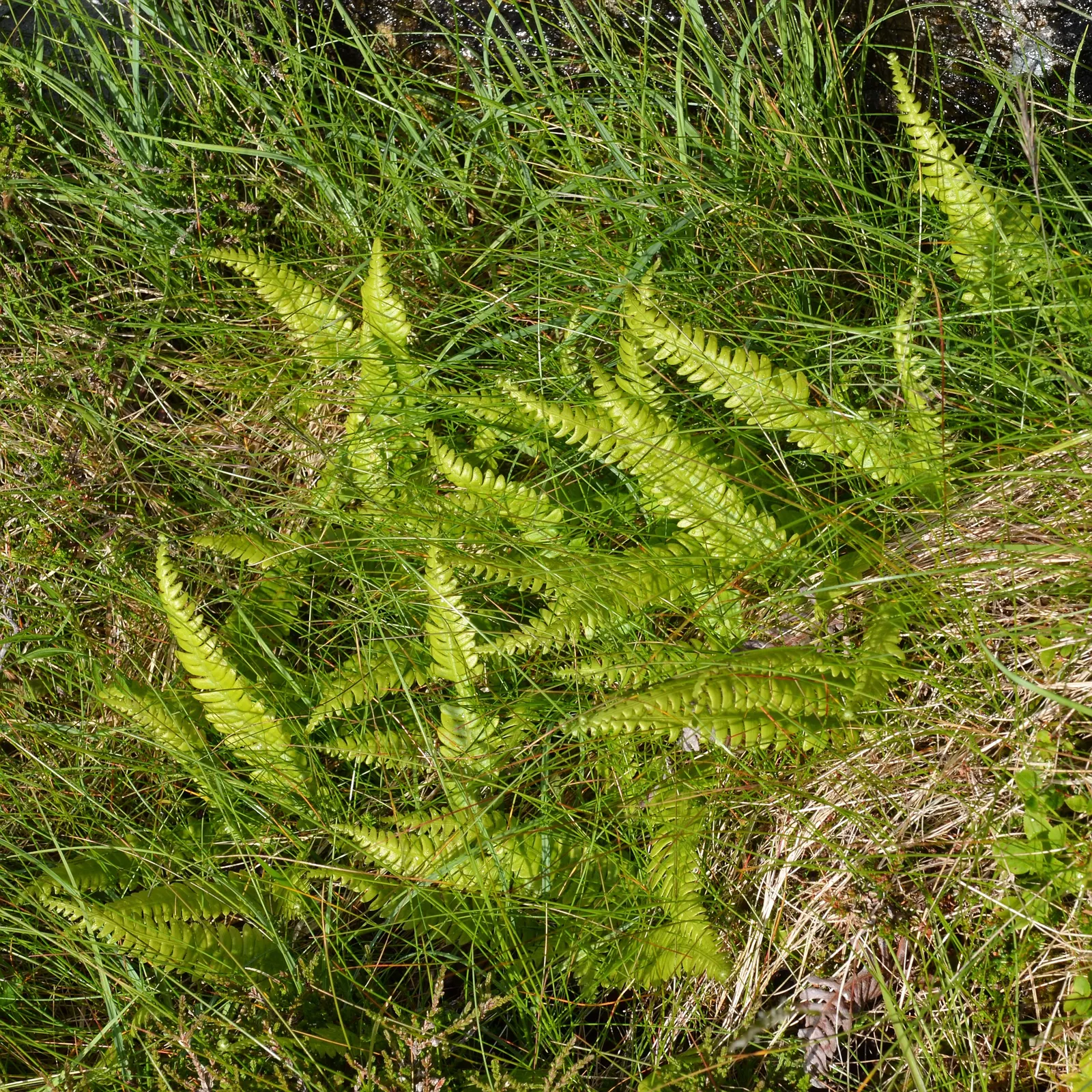 Deer Fern (Blechnum Spicant) — It requires consistent moisture but does not tolerate standing water, making good drainage crucial; this fern, image 115