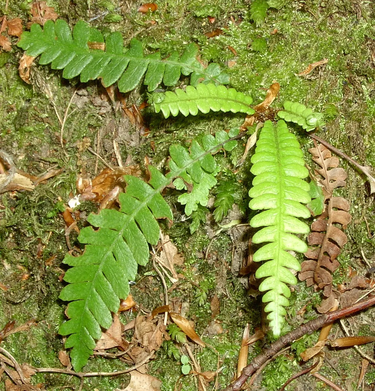 Deer Fern (Blechnum Spicant) — The sterile fronds are horizontally outstretched; blechnum spicant is a handsome evergreen fern that can serve as a, image 108