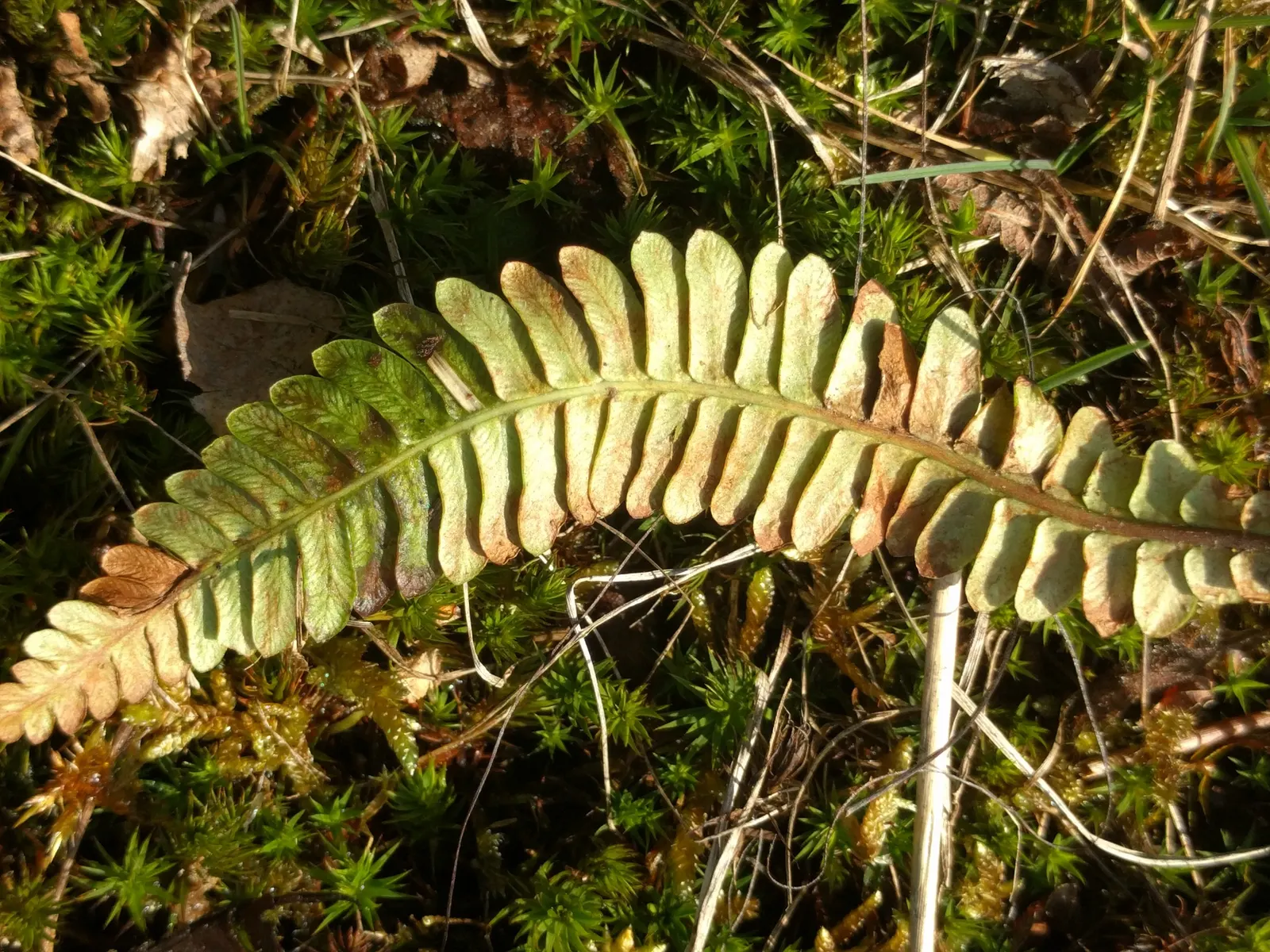 Deer Fern (Blechnum Spicant) — Blechnum spicant thrives in USDA hardiness zones 5 through 8; leathery fronds that create neat, image 114