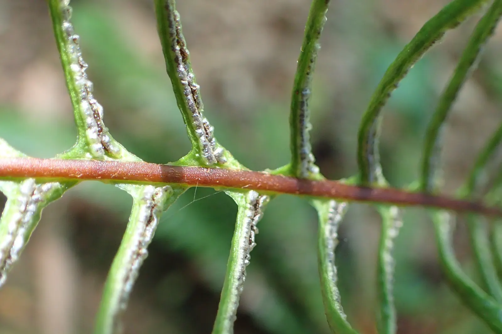 Deer Fern (Blechnum Spicant) — It requires consistent moisture but does not tolerate standing water, making good drainage crucial; this fern typically reaches