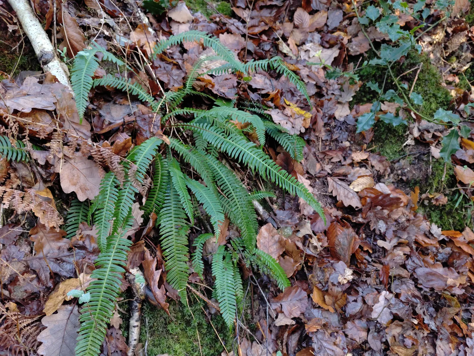 Deer Fern (Blechnum Spicant) — consisting of two types of fronds; this evergreen fern boasts lush, image 59