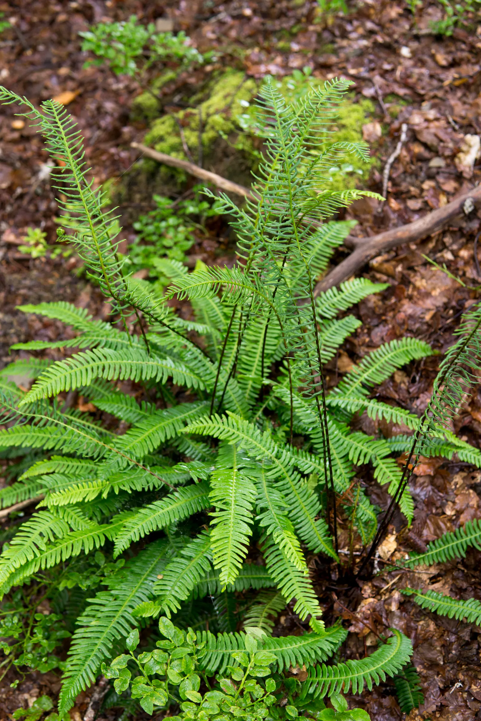 Deer Fern (Blechnum Spicant) — The Deer Fern, Blechnum spicant, thrives in moist, shady settings; symmetrical clumps reaching up to 2 feet in height and spread