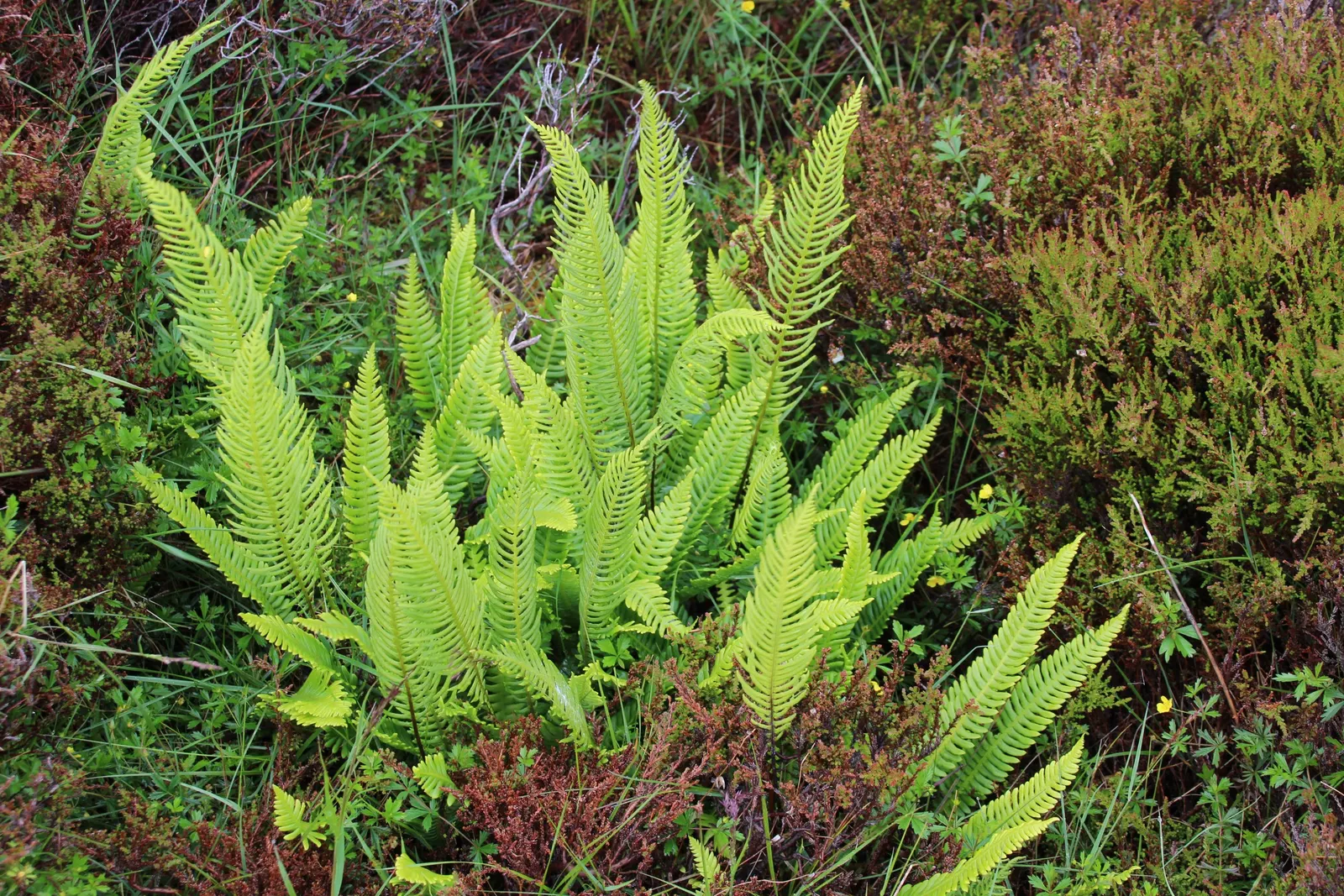 Deer Fern (Blechnum Spicant) — Perfect for woodland gardens, it prefers acidic soil and pairs well with shade-tolerant shrubs; commonly referred to, image 77