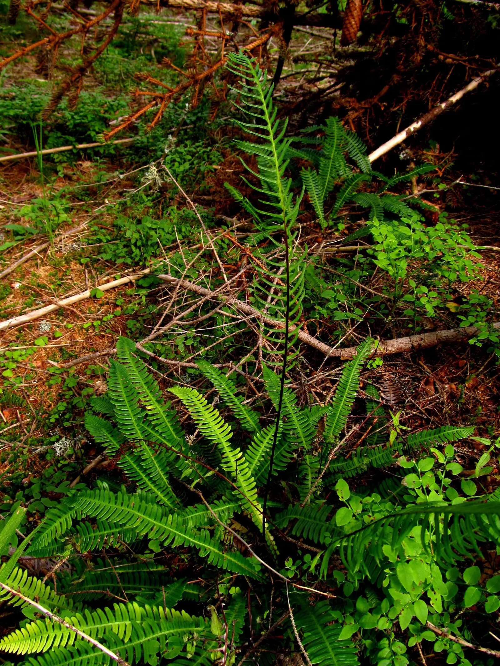 Deer Fern (Blechnum Spicant) — and display a more narrow and rigid structure; typically measuring up to 12 to 18 inches long, image 112