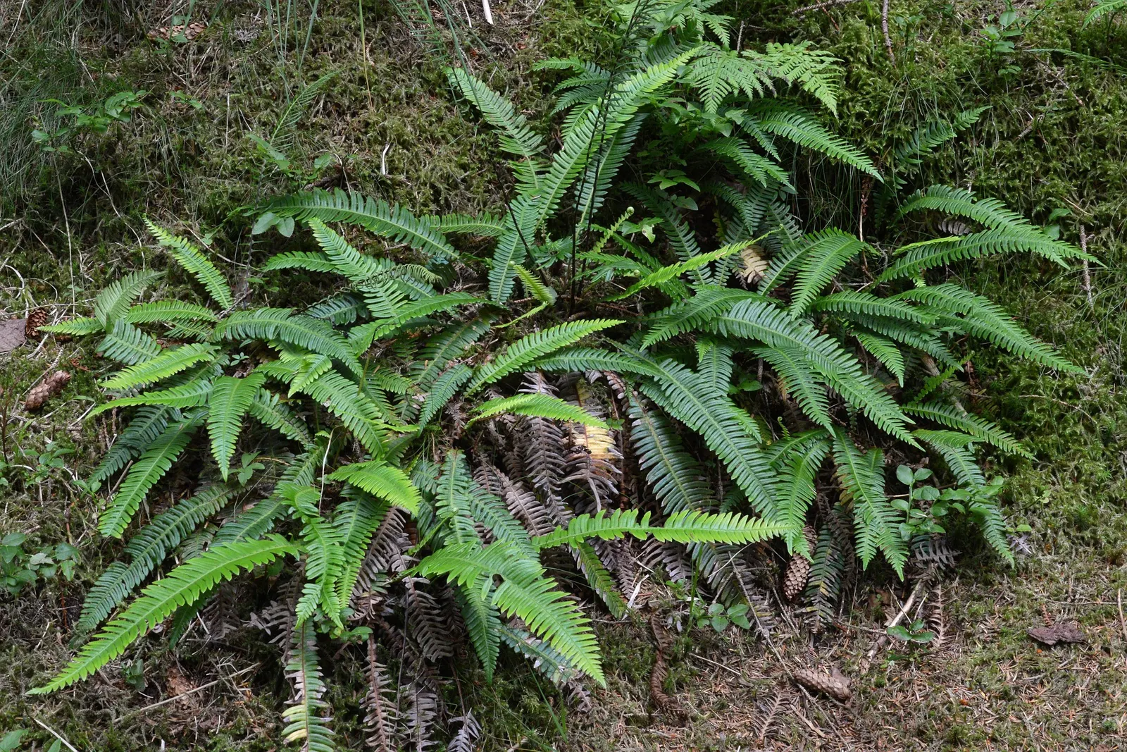 Deer Fern (Blechnum Spicant) — which bears the spores on the underside.<br><br>Preferring moist