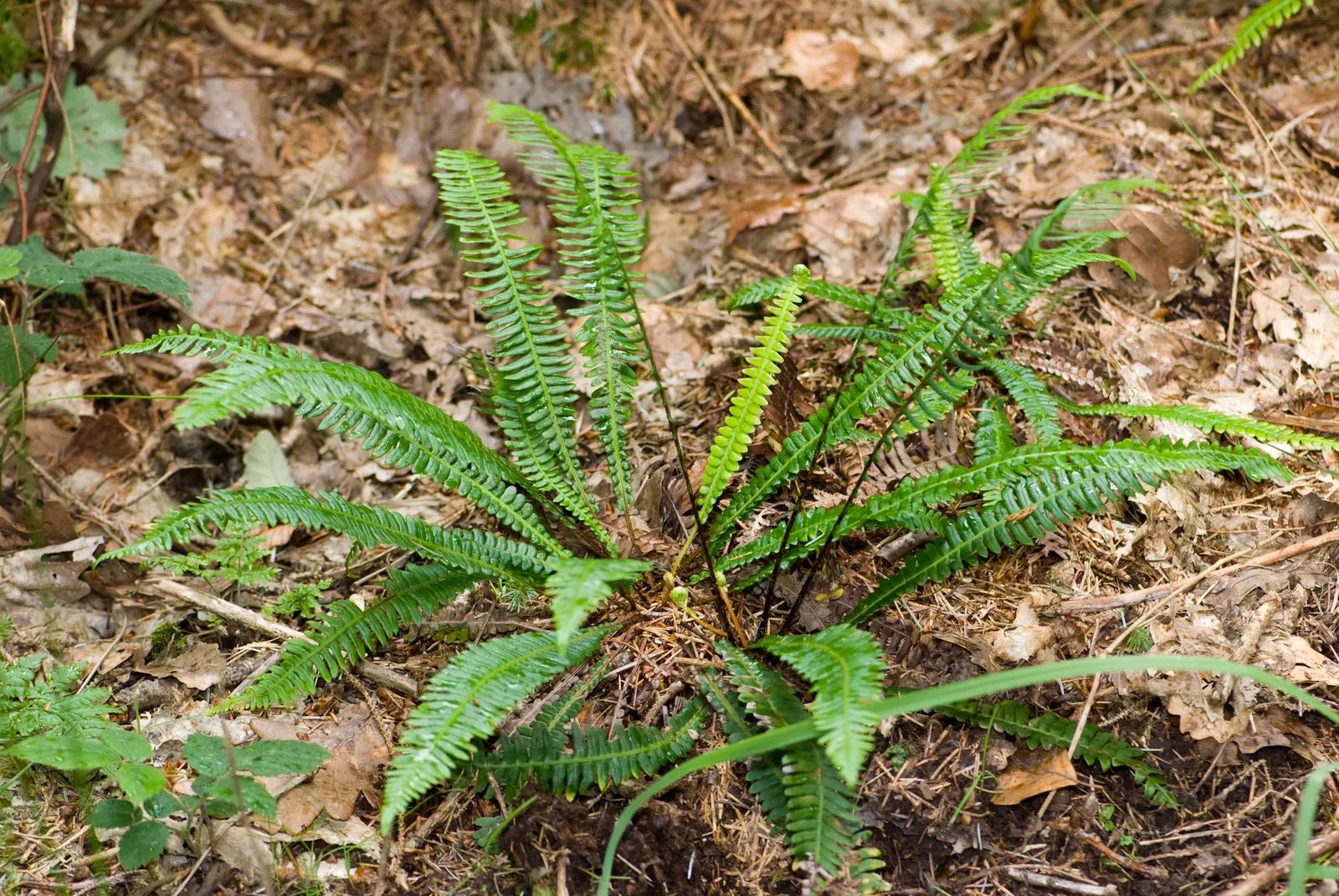 Deer Fern (Blechnum Spicant) — which requires minimal care once established; fern for half or shade, image 93