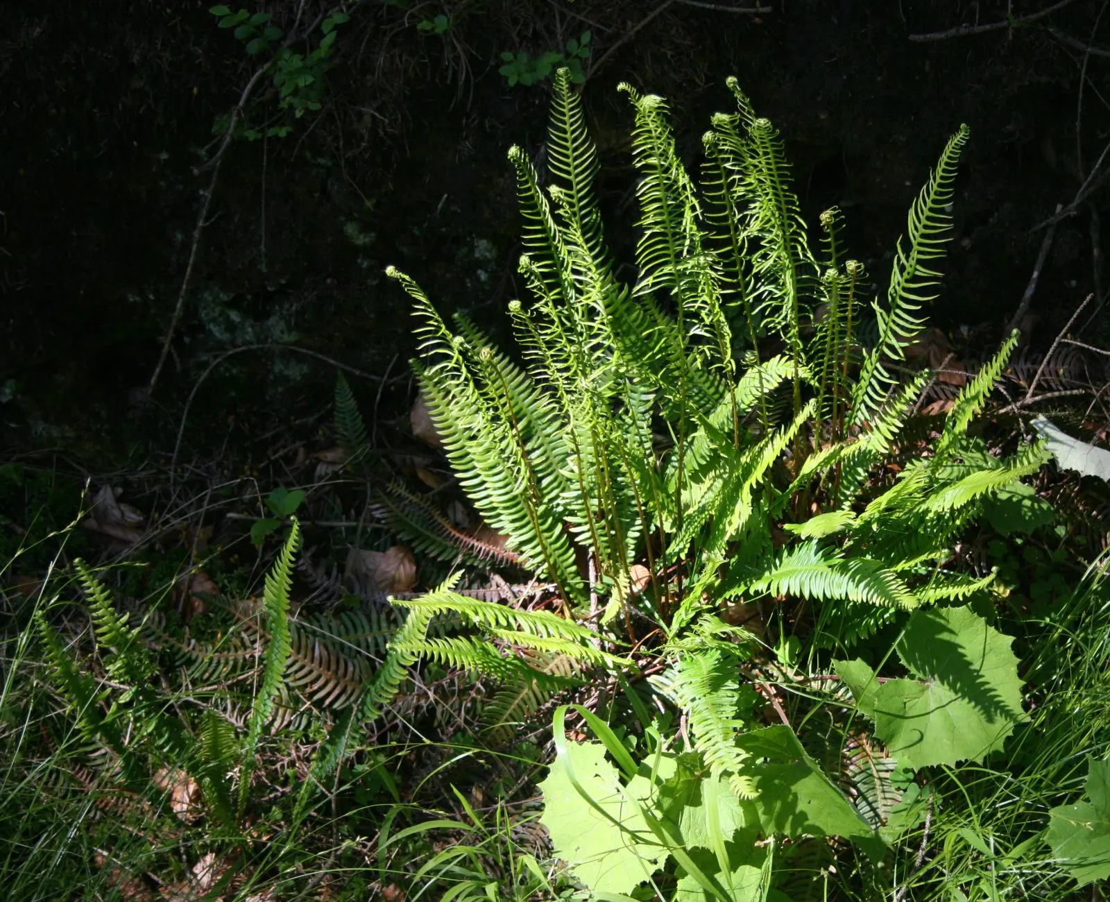 Deer Fern (Blechnum Spicant) — Blechnum spicant is a handsome evergreen fern that can serve as a luscious ground cover in shaded garden areas; the, image 57