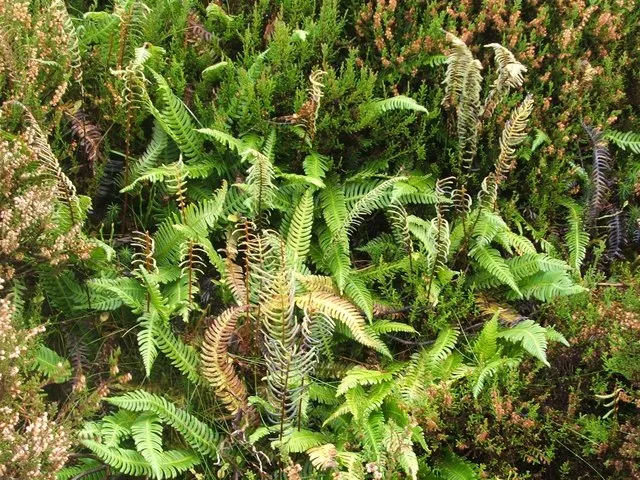 Deer Fern (Blechnum Spicant) — ensuring that its beauty remains undisturbed throughout the seasons