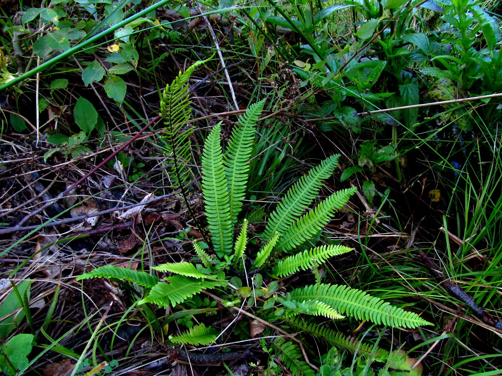 Deer Fern (Blechnum Spicant) — reaching heights of 18 to 24 inches; hardy and low maintenance, it adds year-round interest and texture to the, image 63