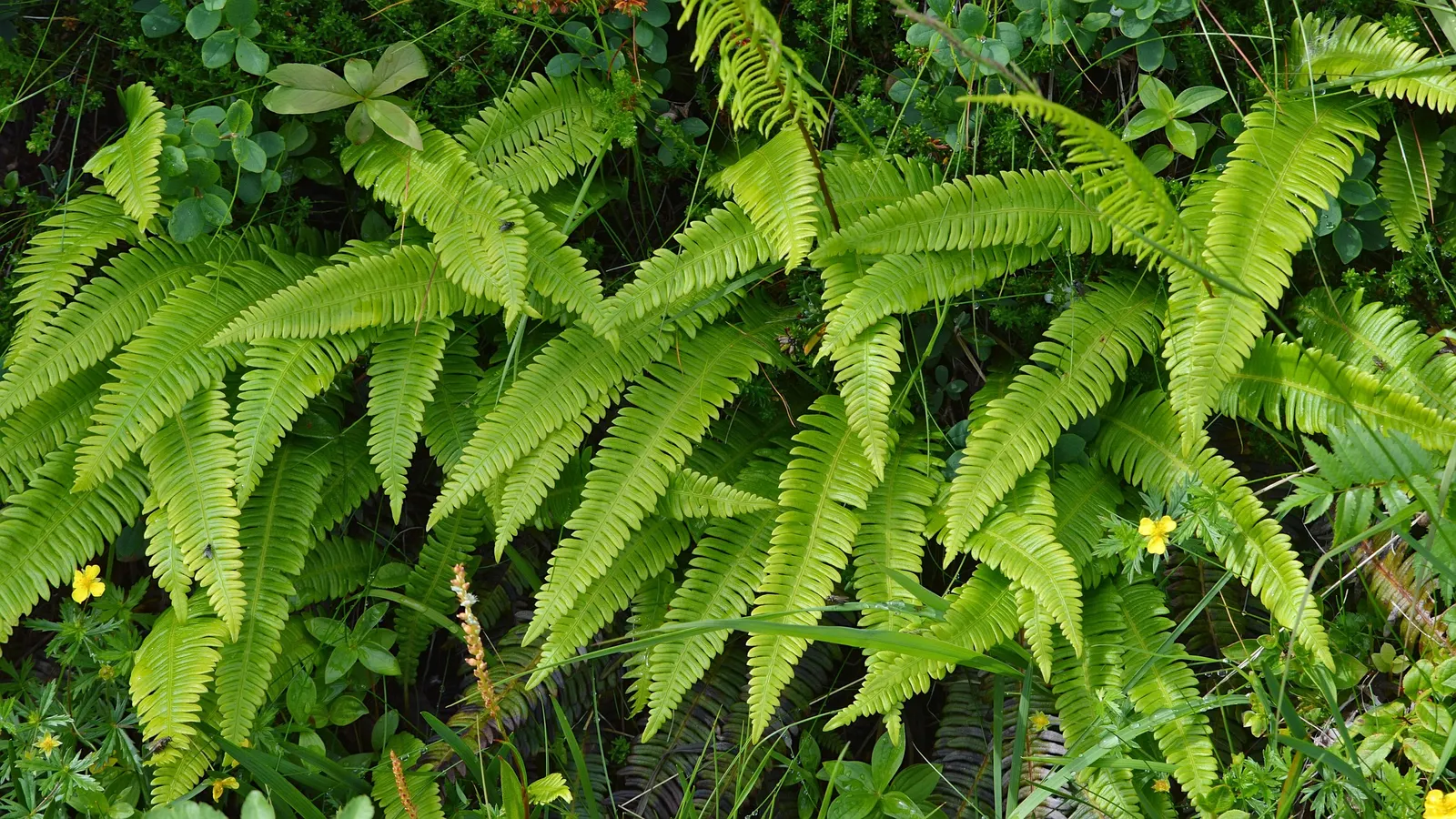 Deer Fern (Blechnum Spicant) — which bears the spores on the underside.<br><br>Preferring moist; an optimal spot for the Deer Fern is an area with, image 89