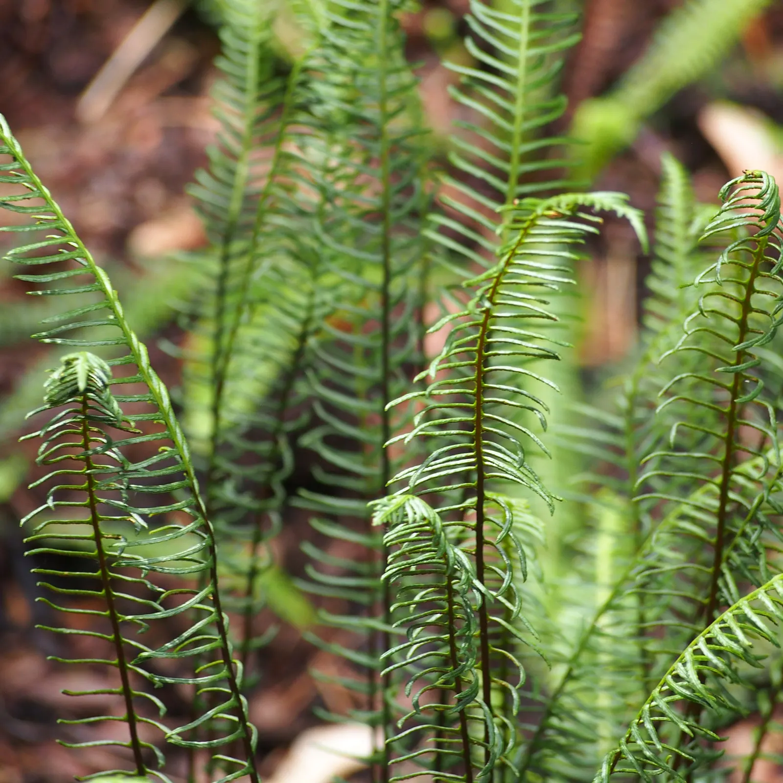 Deer Fern (Blechnum Spicant) — An optimal spot for the Deer Fern is an area with partial to full shade