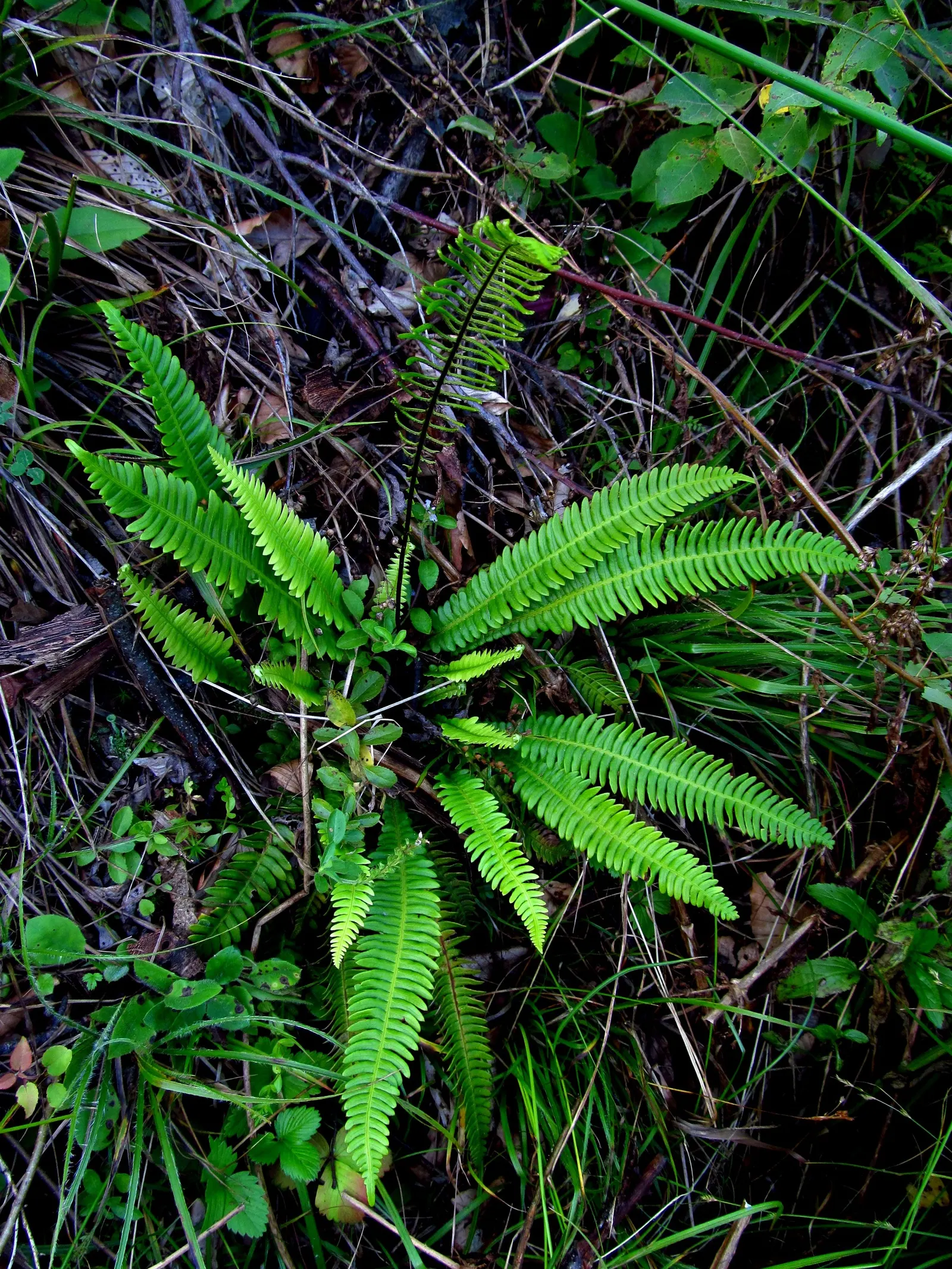 Deer Fern (Blechnum Spicant) — Commonly referred to as the Deer Fern; perfect for woodland gardens, it prefers acidic soil and pairs well with, image 80