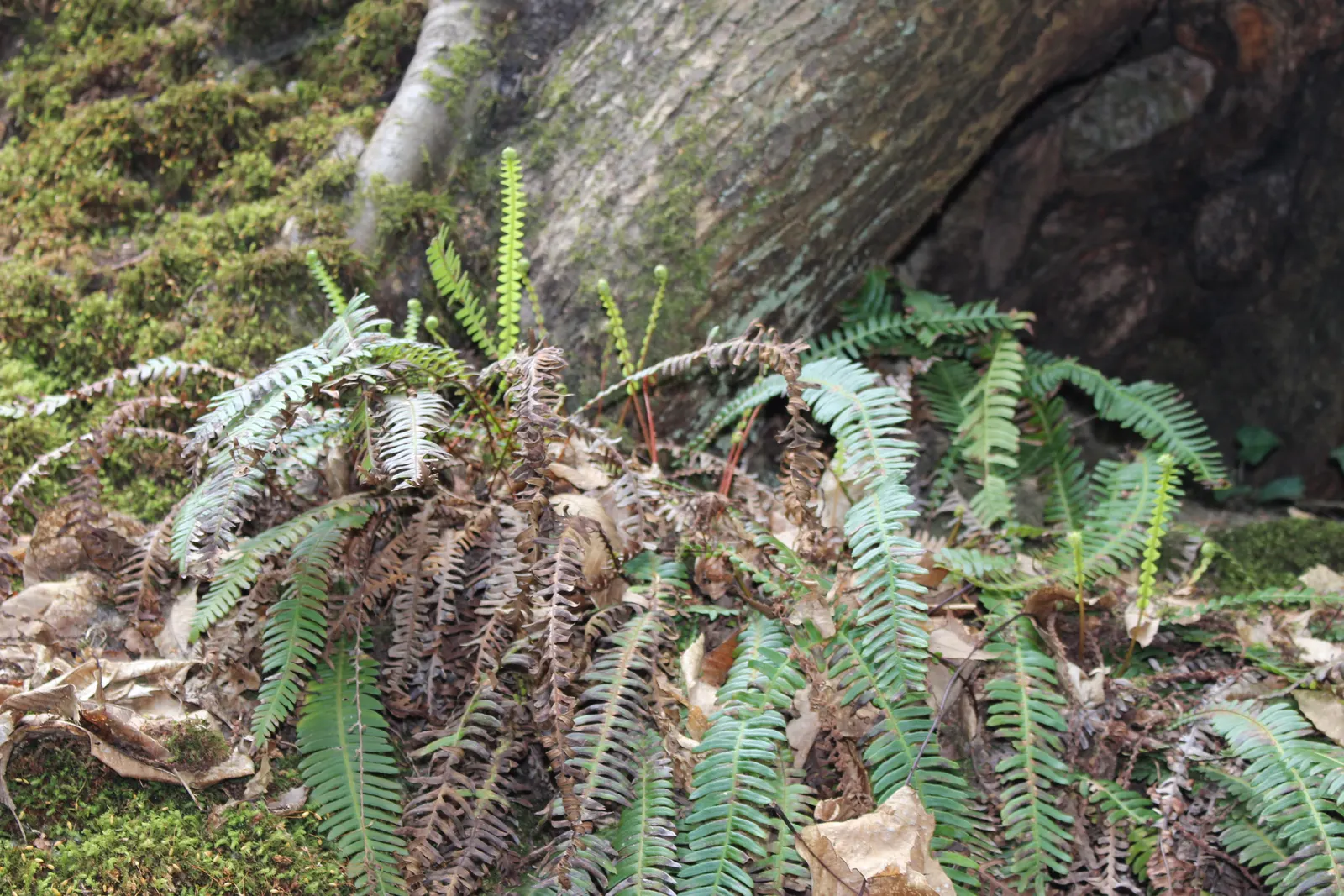 Deer Fern (Blechnum Spicant) — This evergreen fern boasts lush; consisting of two types of fronds