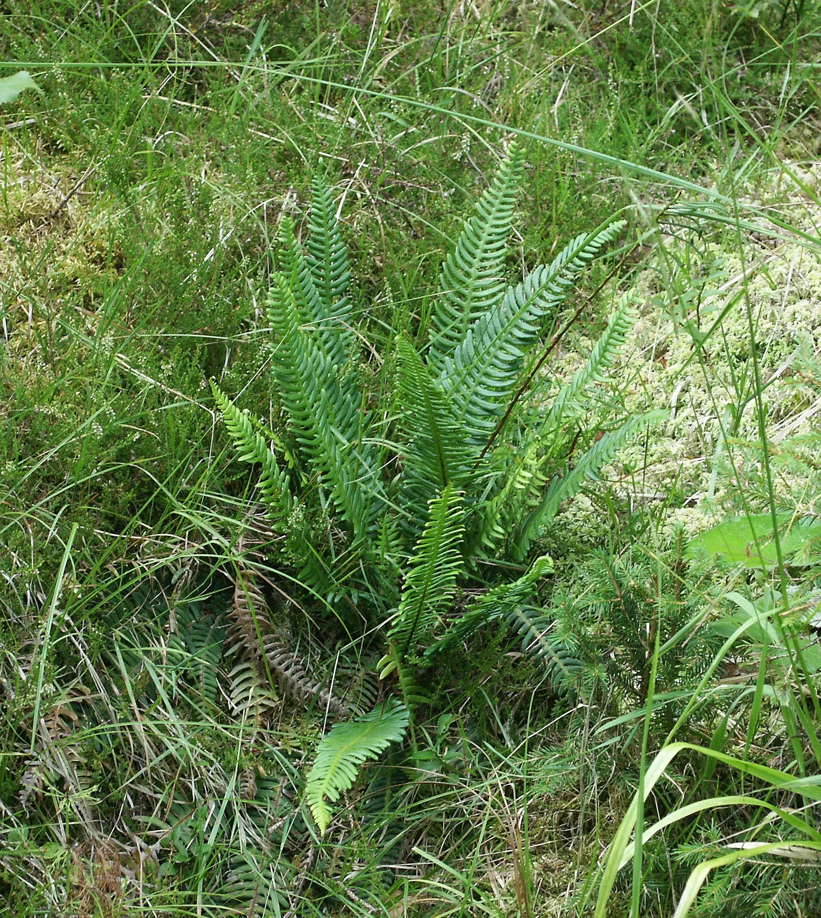 Deer Fern (Blechnum Spicant) — Hardy and low maintenance, it adds year-round interest and texture to the landscape