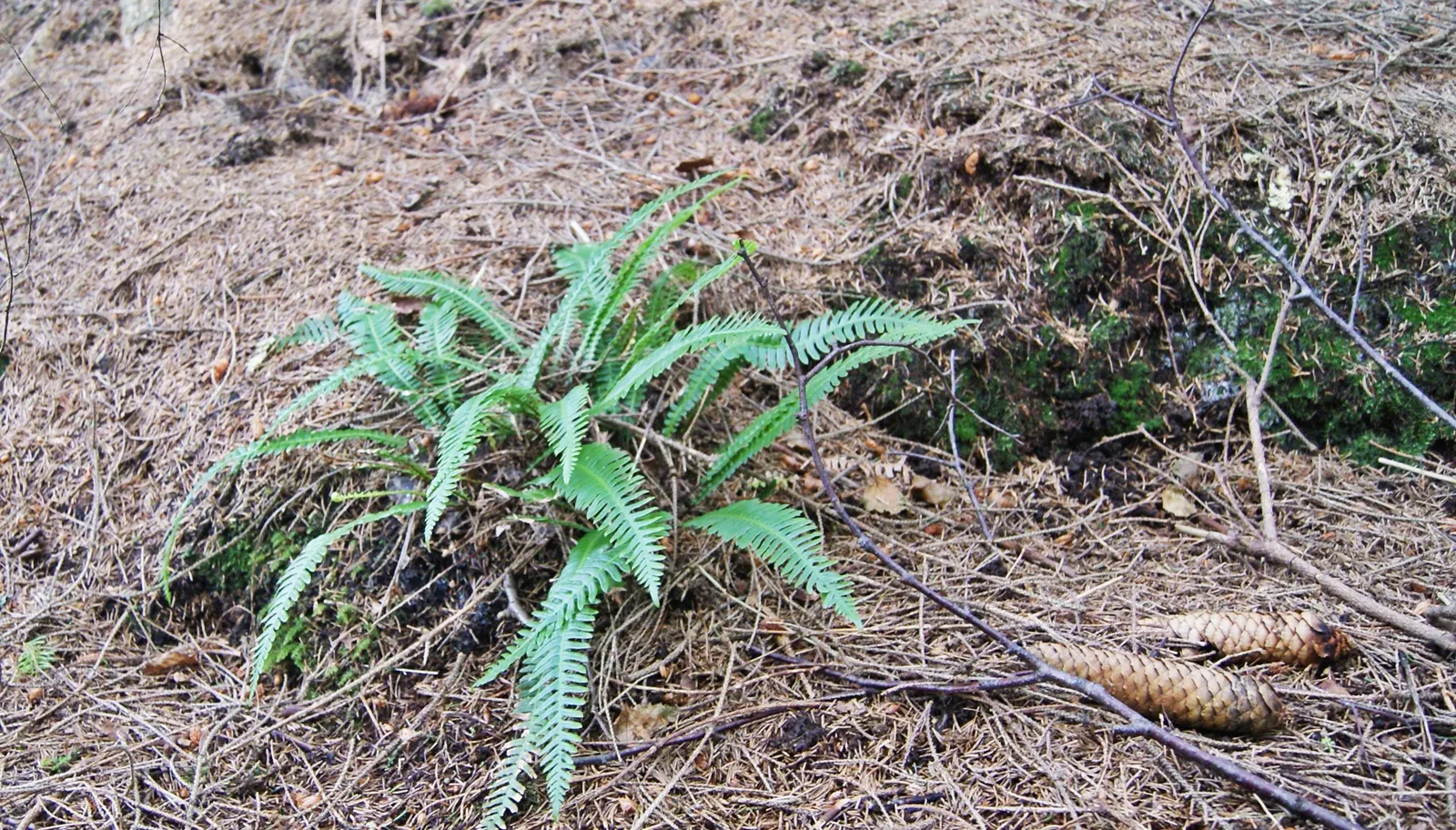 Deer Fern (Blechnum Spicant) — The Deer Fern, Blechnum spicant, thrives in moist, shady settings
