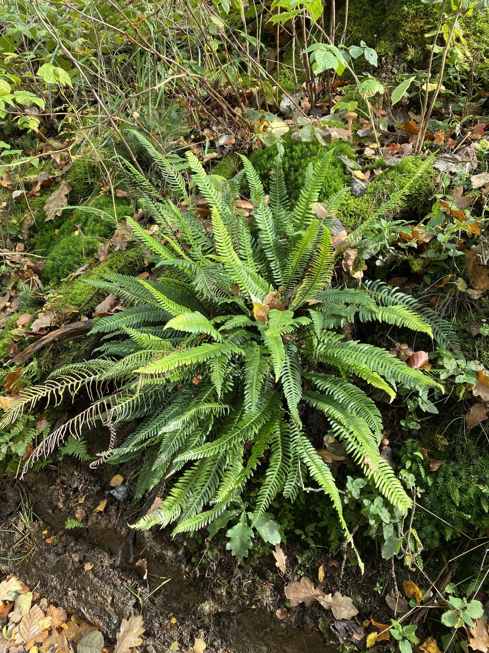 Deer Fern (Blechnum Spicant) — ensuring that its beauty remains undisturbed throughout the seasons; fertile fronds emerge upright