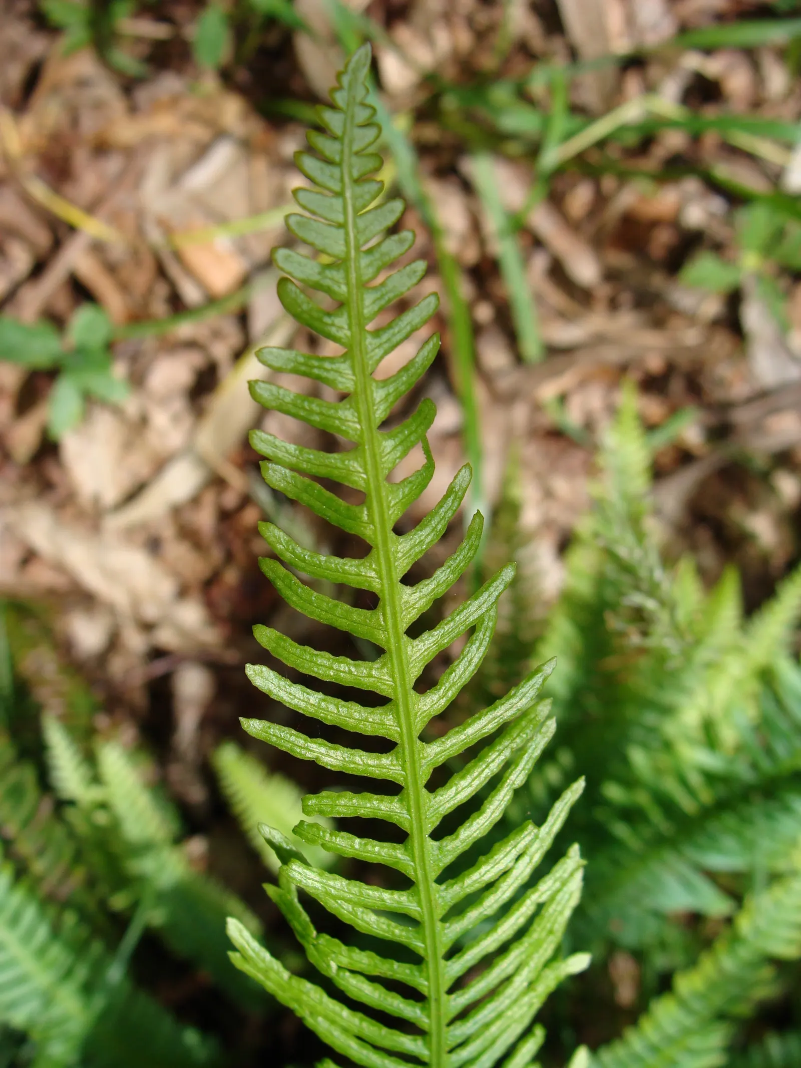 Deer Fern (Blechnum Spicant) — reaching heights of 18 to 24 inches; hardy and low maintenance, it adds year-round interest and texture to the landscape