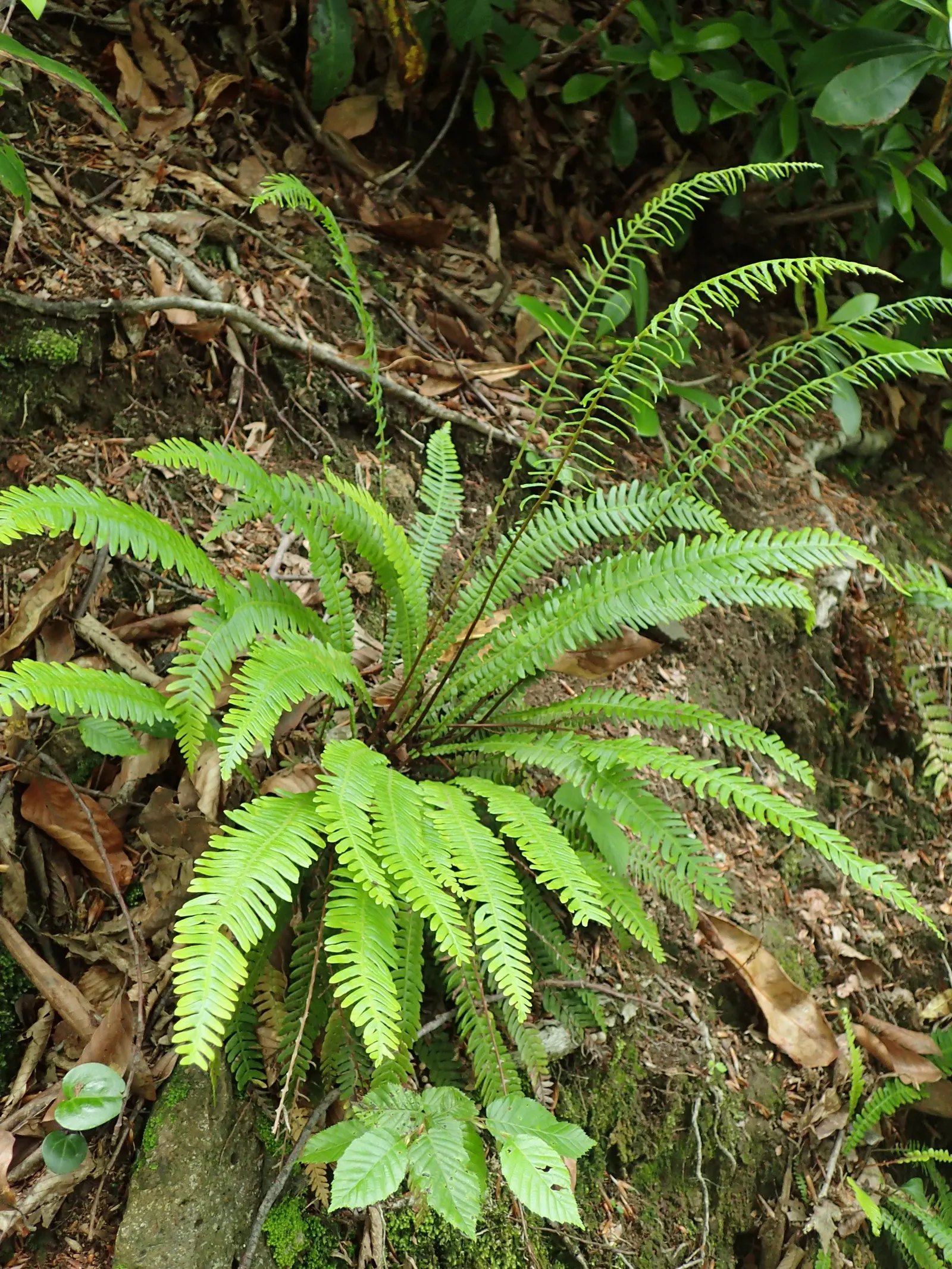 Deer Fern (Blechnum Spicant) — fertile fronds emerge upright; ensuring that its beauty remains undisturbed throughout the seasons