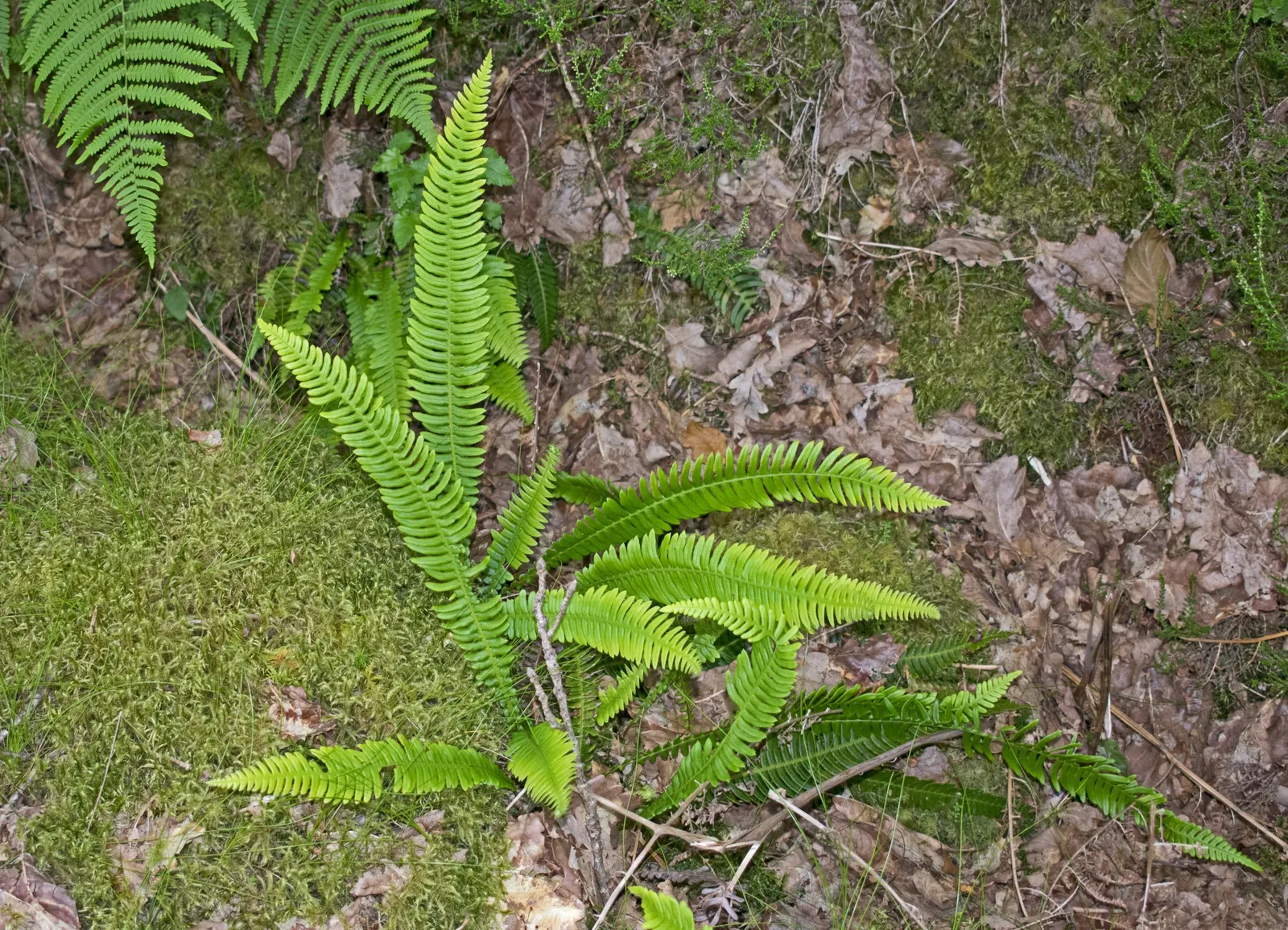 Deer Fern (Blechnum Spicant) — Commonly referred to as the Deer Fern