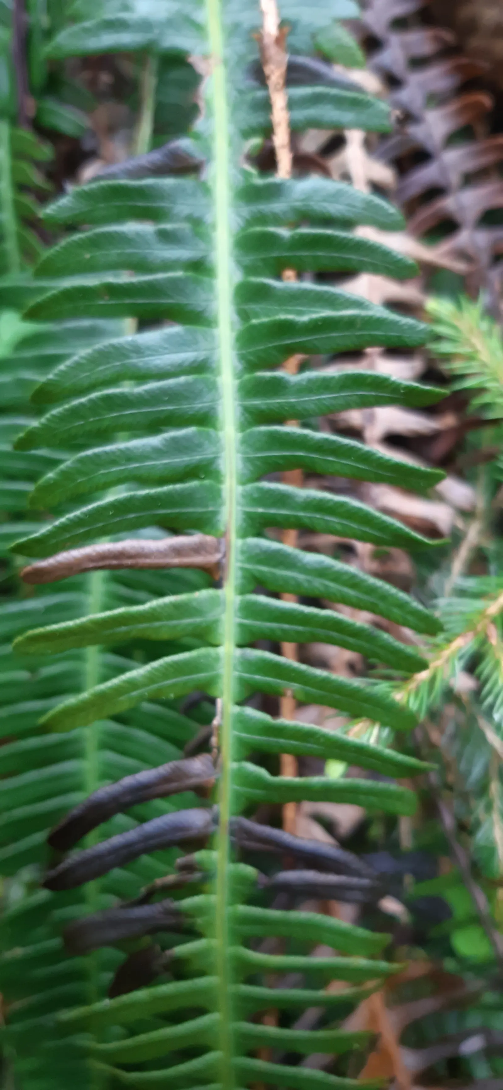 Deer Fern (Blechnum Spicant) — and display a more narrow and rigid structure; typically measuring up to 12 to 18 inches long, image 64