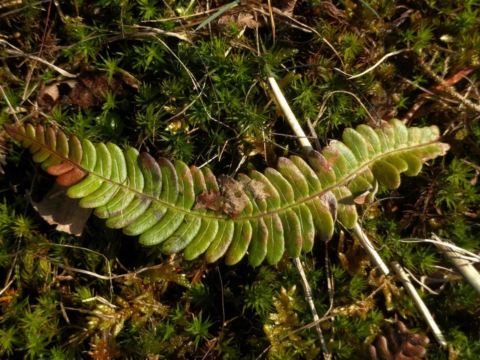 Deer Fern (Blechnum Spicant) — Deer-resistant, it's an ideal choice for naturalistic plantings; its resistance to deer browsing is a notable benefit, image 79