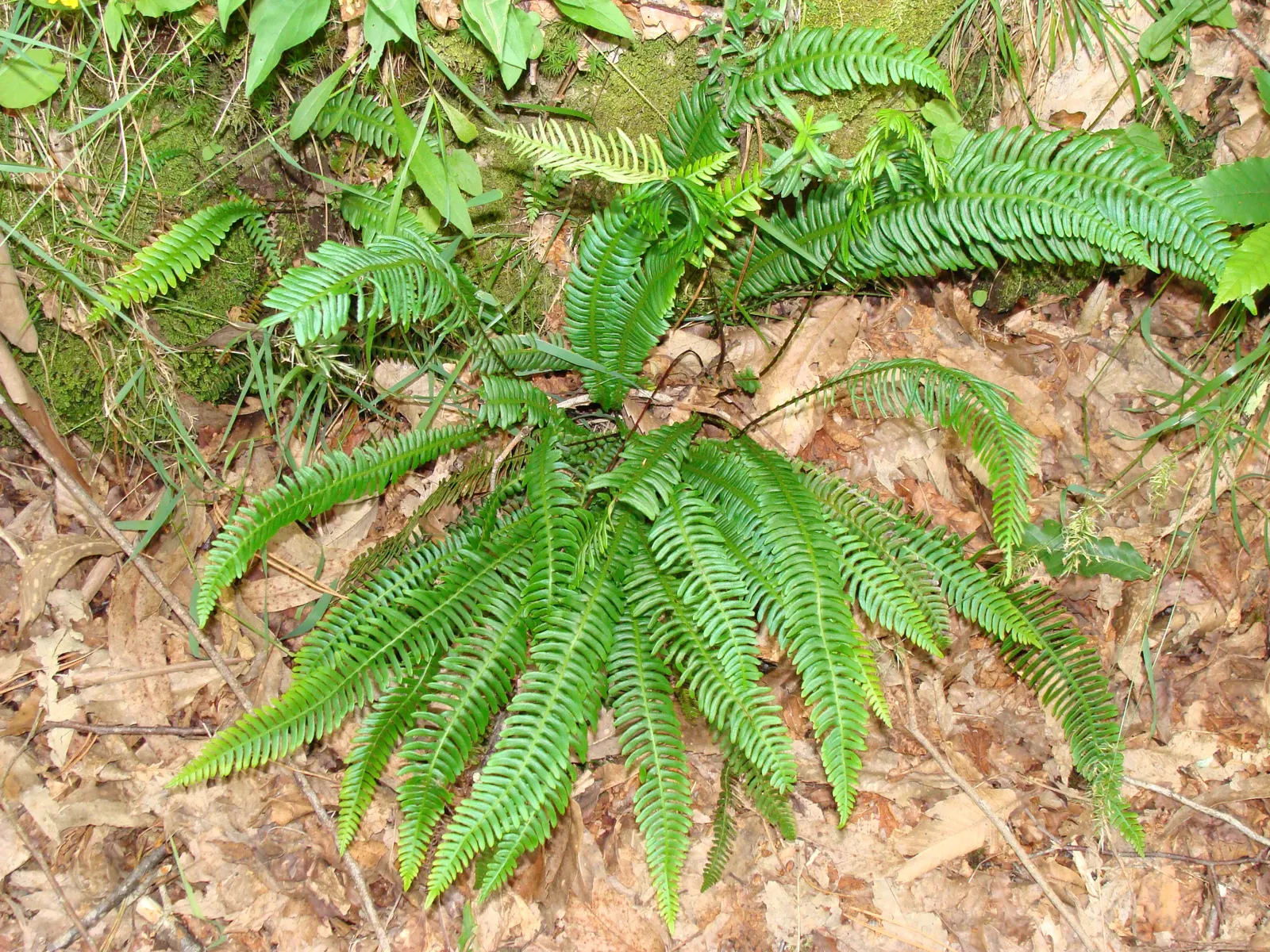 Deer Fern (Blechnum Spicant) — leathery fronds that create neat
