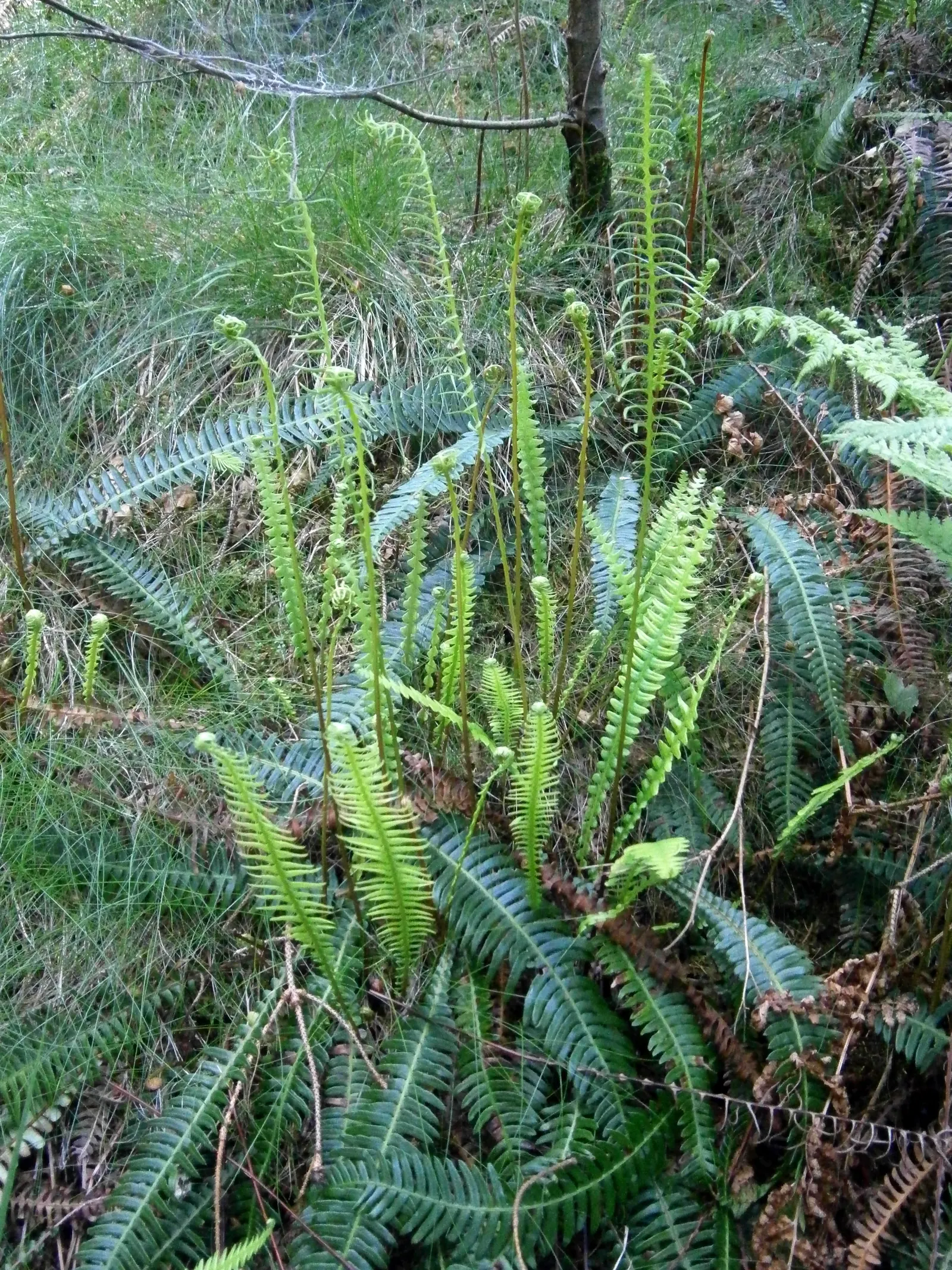 Deer Fern (Blechnum Spicant) — reaching heights of 18 to 24 inches; hardy and low maintenance, it adds year-round interest and texture to the, image 87
