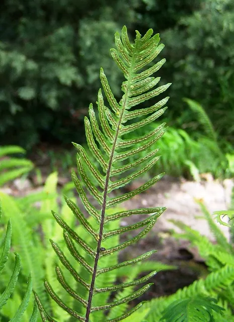 Deer Fern (Blechnum Spicant) — Perfect for woodland gardens, it prefers acidic soil and pairs well with shade-tolerant shrubs; commonly referred to, image 101