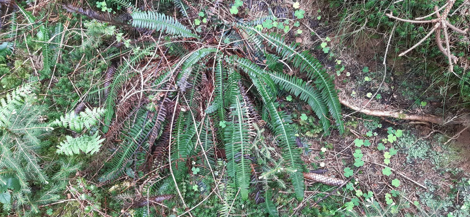 Deer Fern (Blechnum Spicant) — This fern typically reaches a height of about 1 to 2 feet and can spread roughly 1 to 3 feet wide; it requires, image 106