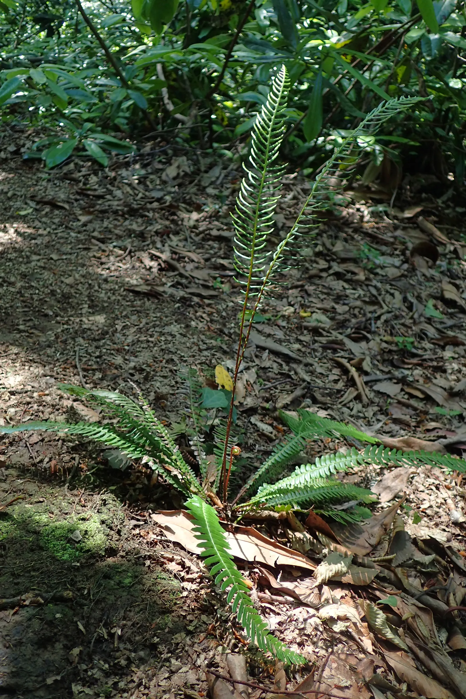 Deer Fern (Blechnum Spicant) — It requires consistent moisture but does not tolerate standing water, making good drainage crucial; this fern, image 67