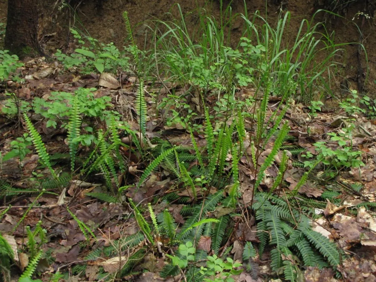 Deer Fern (Blechnum Spicant) — Blechnum spicant is a handsome evergreen fern that can serve as a luscious ground cover in shaded garden areas; the, image 105