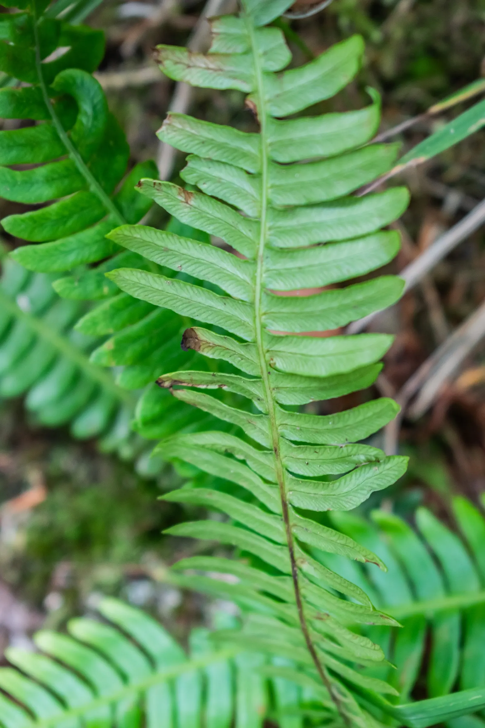 Deer Fern (Blechnum Spicant) — fertile fronds emerge upright; ensuring that its beauty remains undisturbed throughout the seasons, image 110