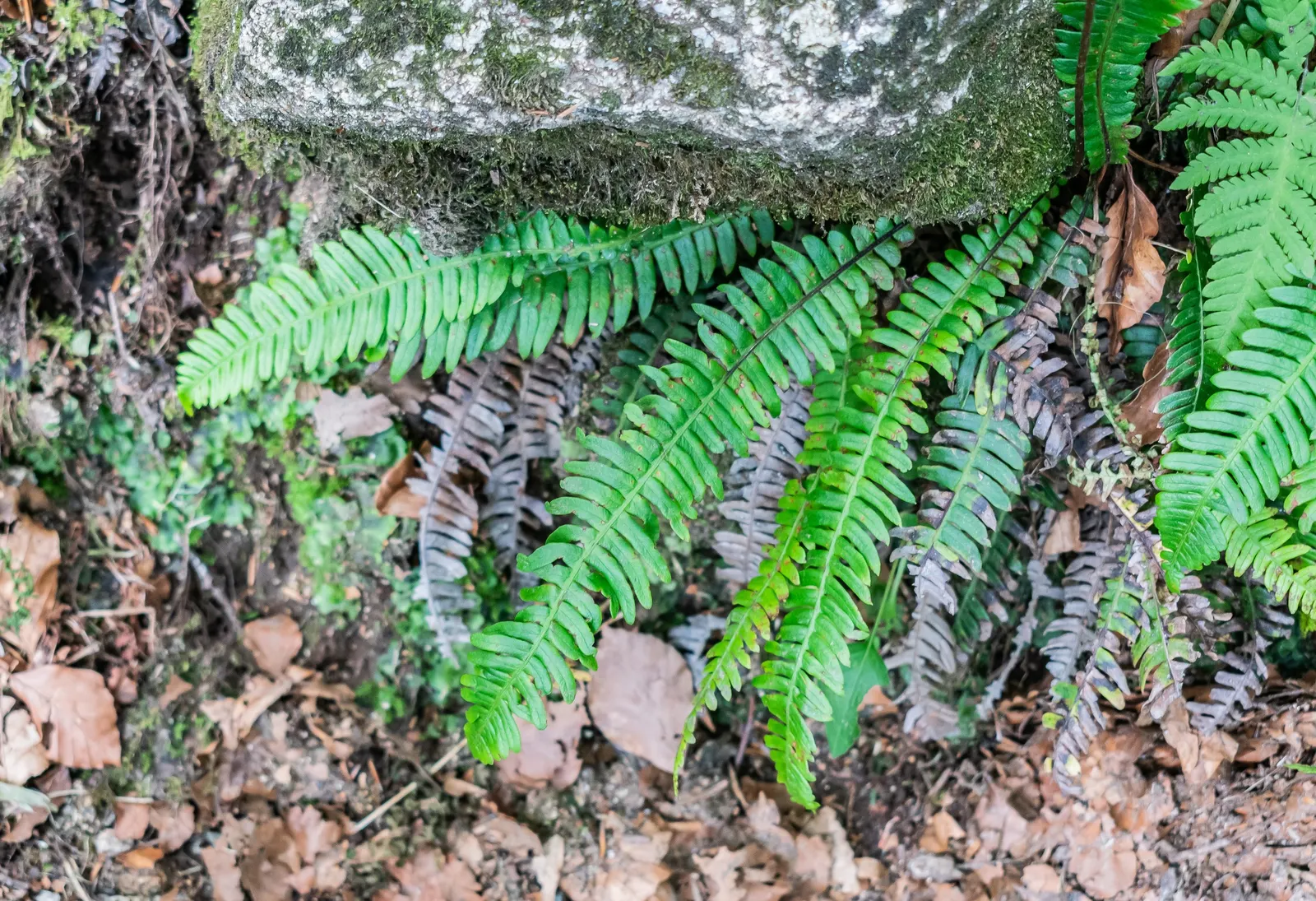 Deer Fern (Blechnum Spicant) — which requires minimal care once established; fern for half or shade, image 69