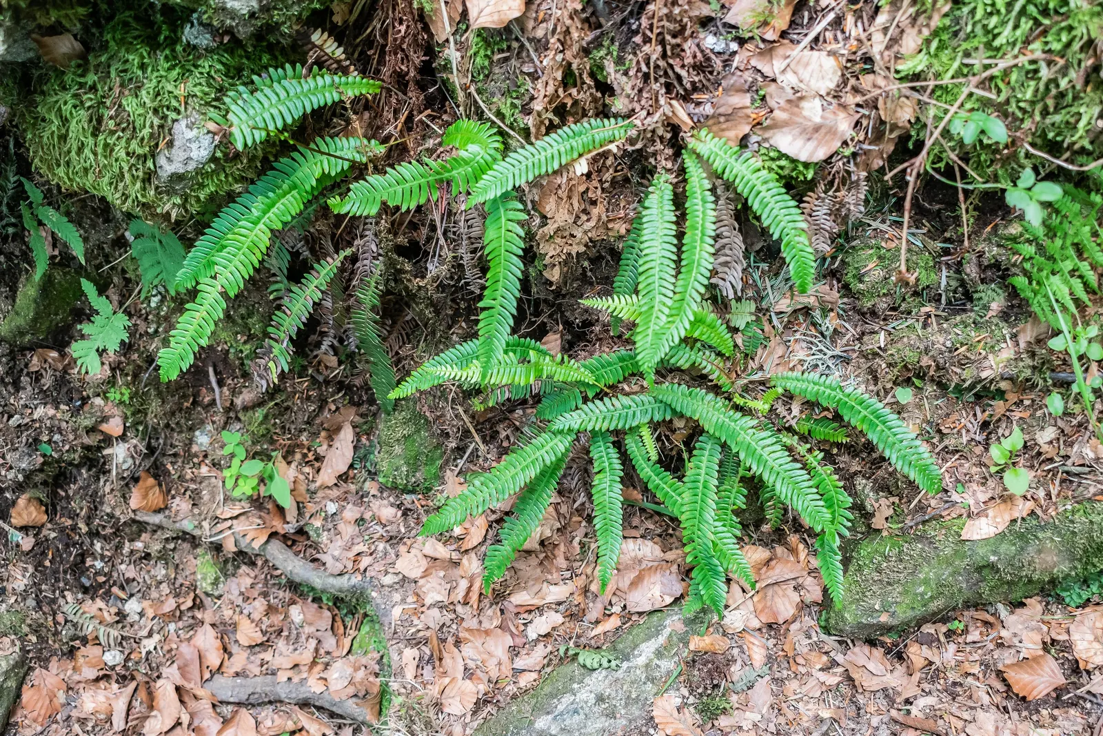 Deer Fern (Blechnum Spicant) — It requires consistent moisture but does not tolerate standing water, making good drainage crucial; this fern, image 91