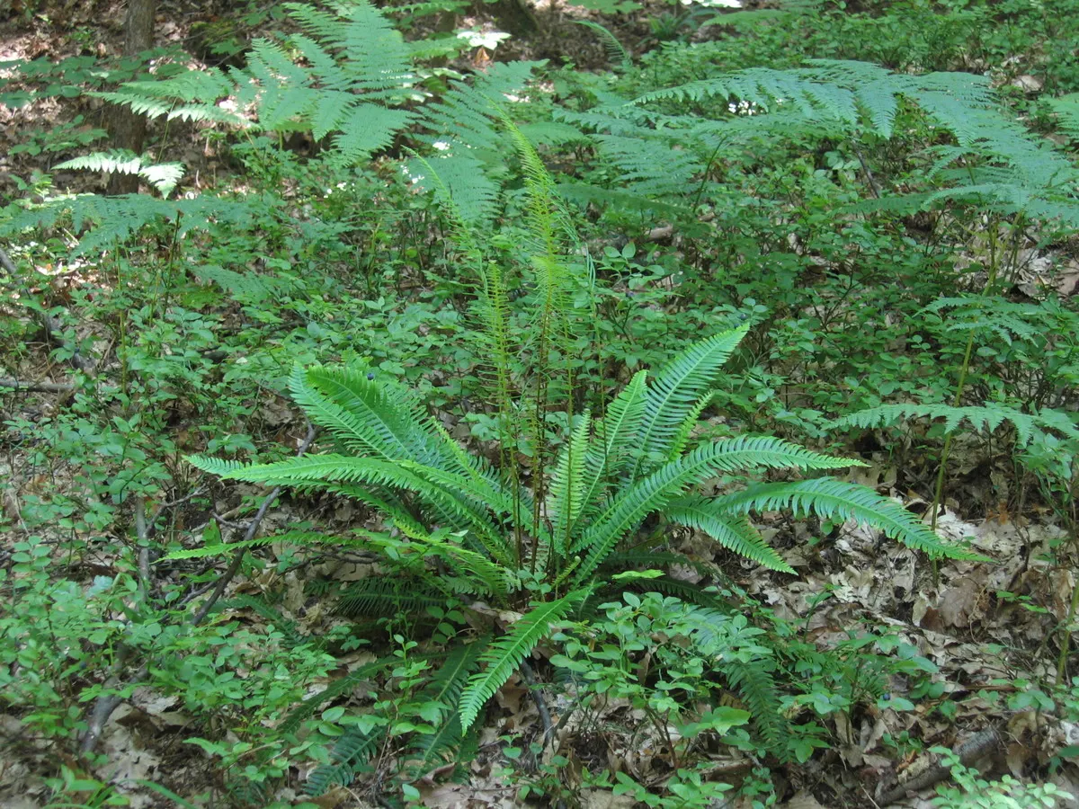 Deer Fern (Blechnum Spicant) — Blechnum spicant thrives in USDA hardiness zones 5 through 8; leathery fronds that create neat, image 66