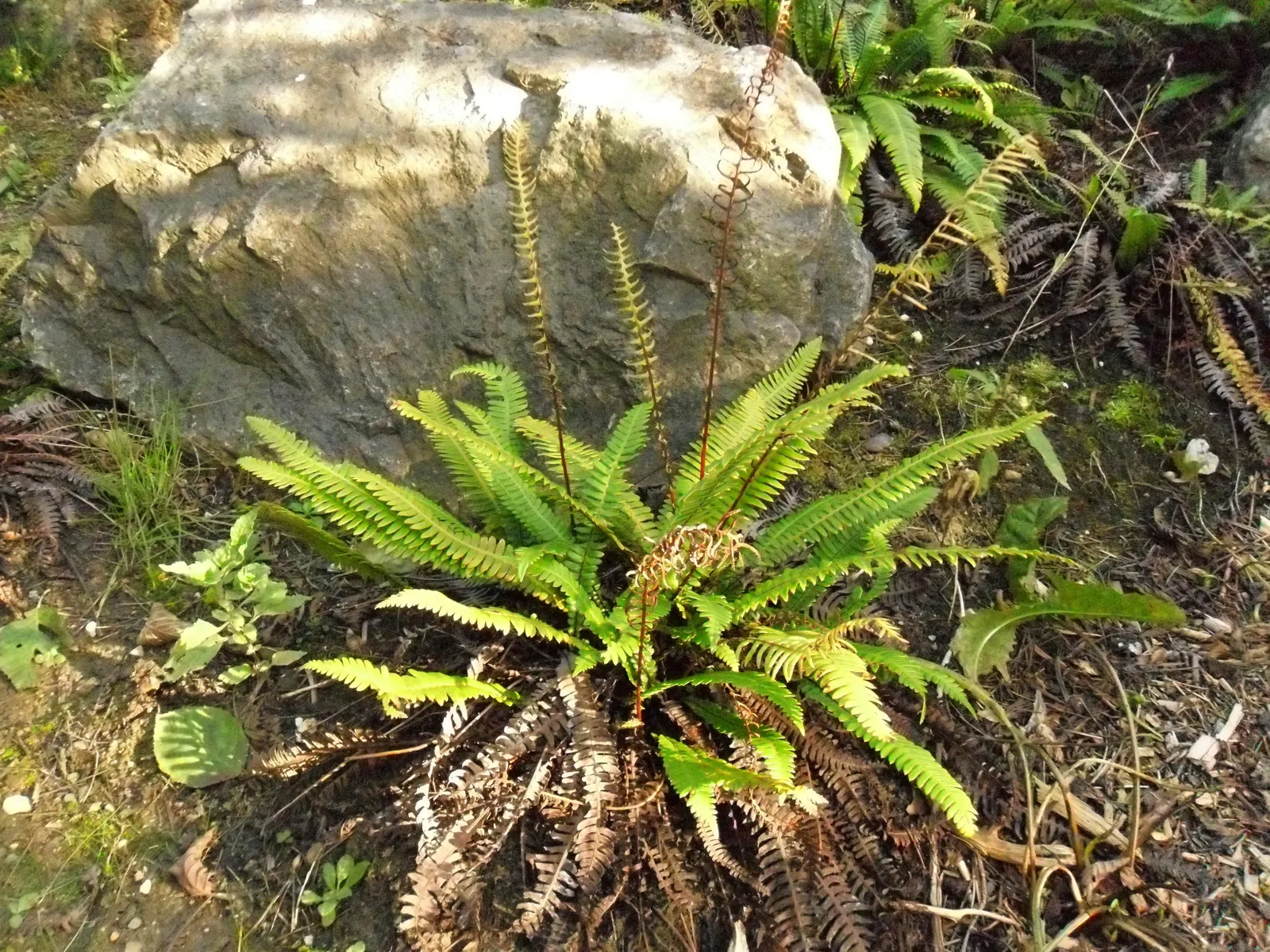 Deer Fern (Blechnum Spicant) — The sterile fronds are horizontally outstretched; blechnum spicant is a handsome evergreen fern that can serve as a luscious