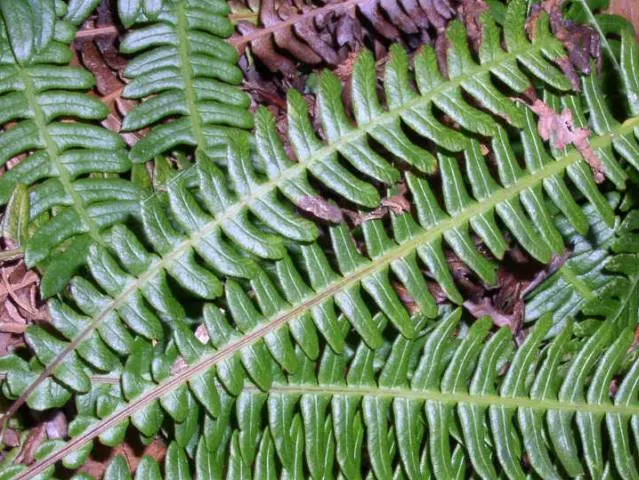 Deer Fern (Blechnum Spicant) — leathery fronds that create neat; blechnum spicant thrives in USDA hardiness zones 5 through 8