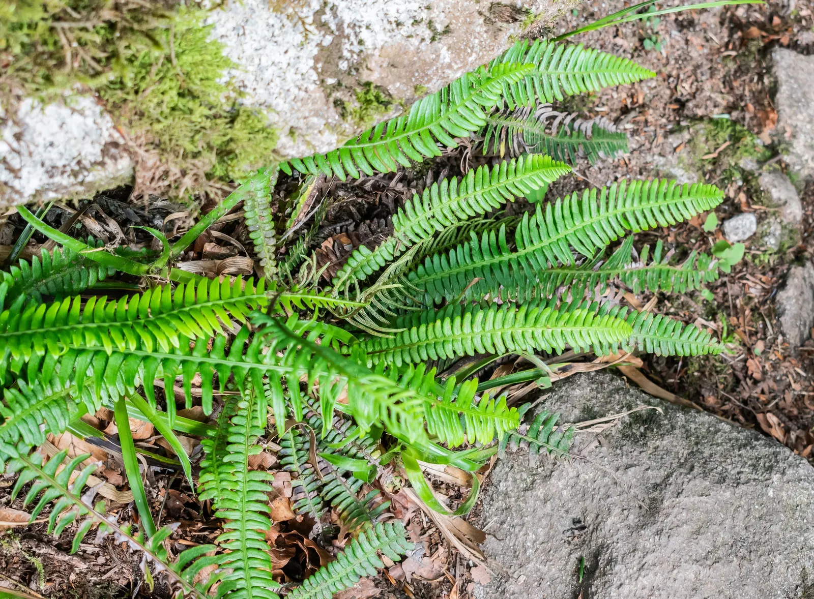 Deer Fern (Blechnum Spicant) — Blechnum spicant thrives in USDA hardiness zones 5 through 8