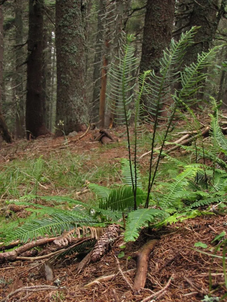 Deer Fern (Blechnum Spicant) — typically measuring up to 12 to 18 inches long; and display a more narrow and rigid structure, image 85