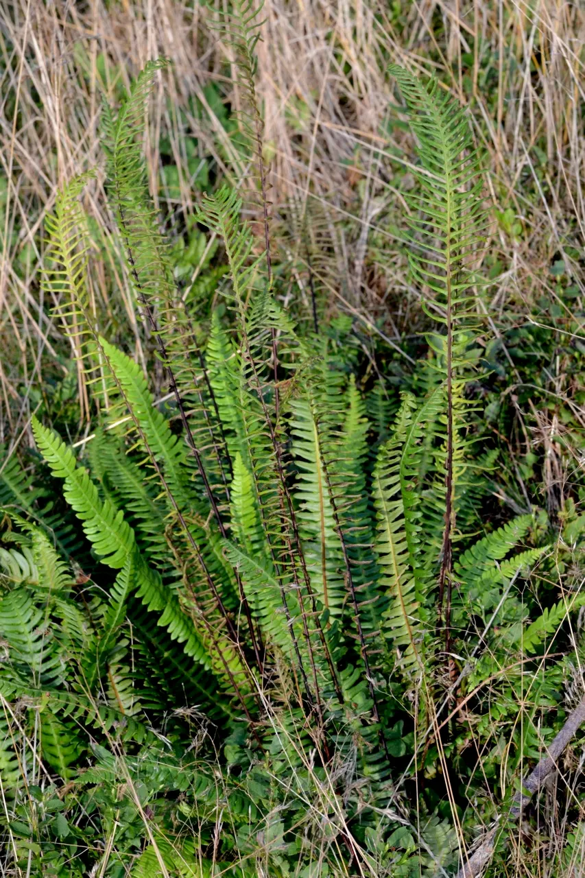 Deer Fern (Blechnum Spicant) — fern for half or shade; which requires minimal care once established, image 72