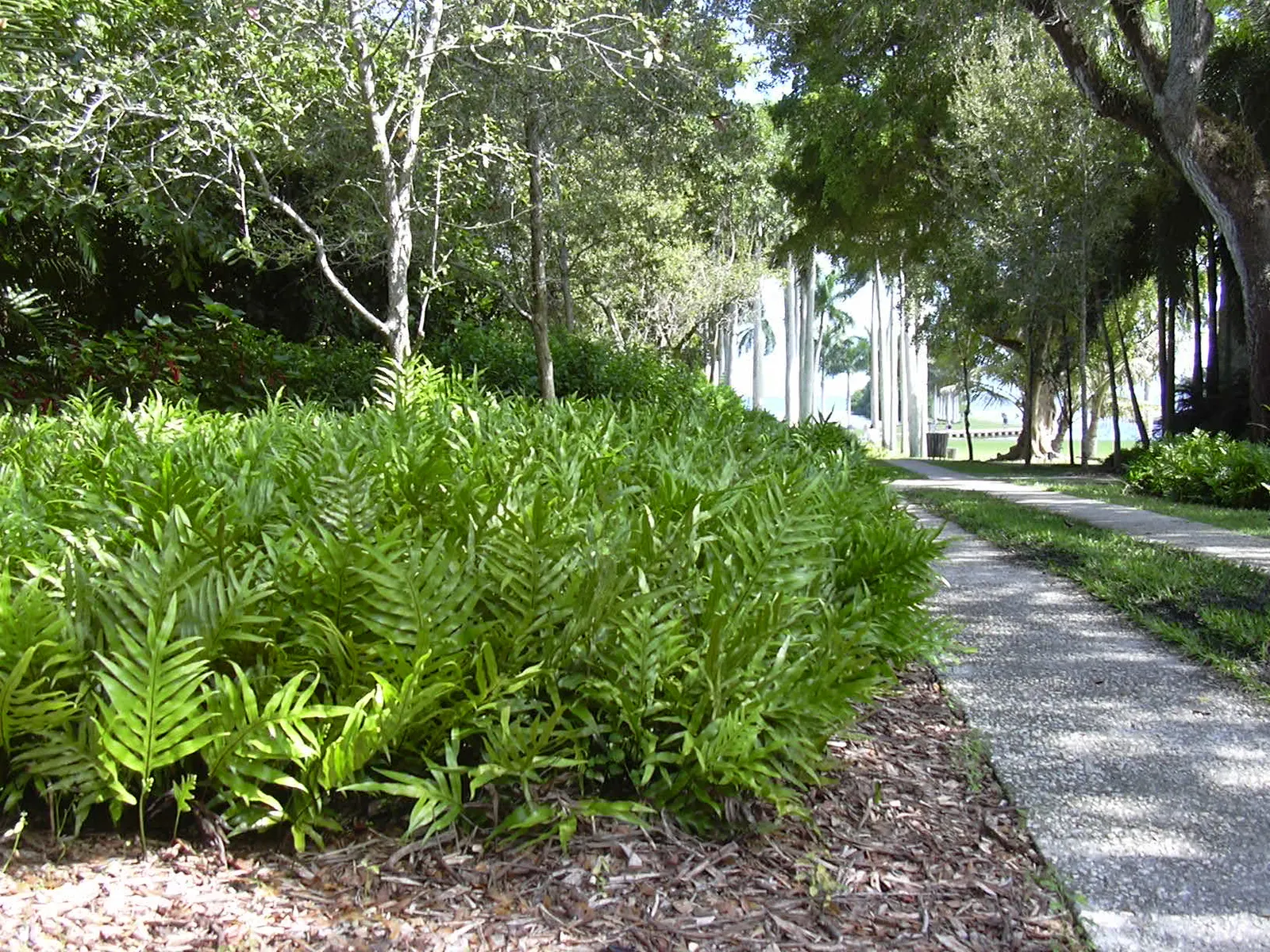 Deer Fern (Blechnum Spicant) — Hardy and low maintenance, it adds year-round interest and texture to the landscape; reaching heights of 18 to 24, image 78