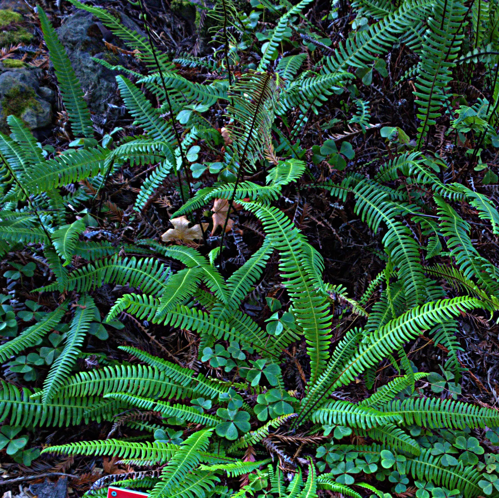 Deer Fern (Blechnum Spicant) — This fern typically reaches a height of about 1 to 2 feet and can spread roughly 1 to 3 feet wide; it requires, image 58