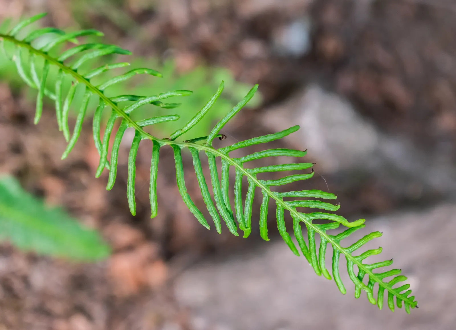 Deer Fern (Blechnum Spicant) — The sterile fronds are horizontally outstretched