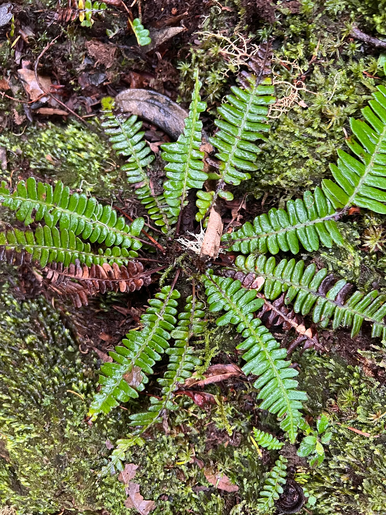 Deer Fern (Blechnum Spicant) — which bears the spores on the underside.<br><br>Preferring moist; an optimal spot for the Deer Fern is an area with partial to