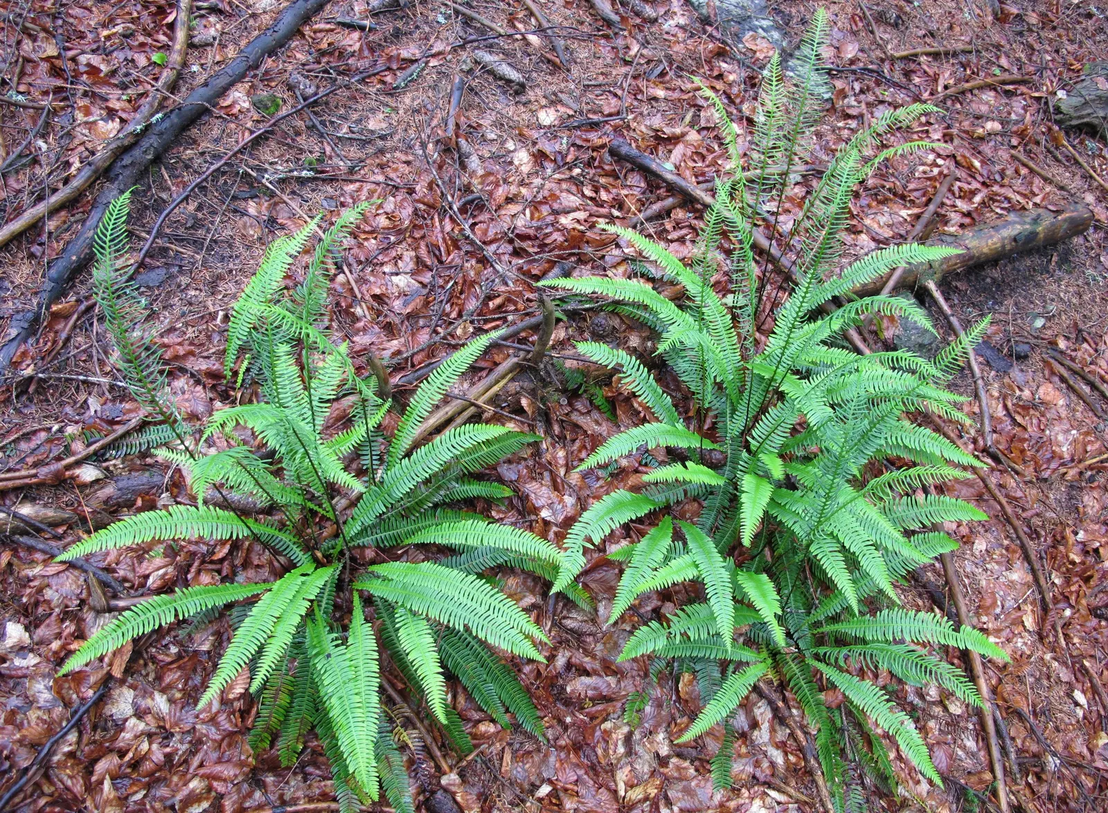Deer Fern (Blechnum Spicant) — which requires minimal care once established; fern for half or shade