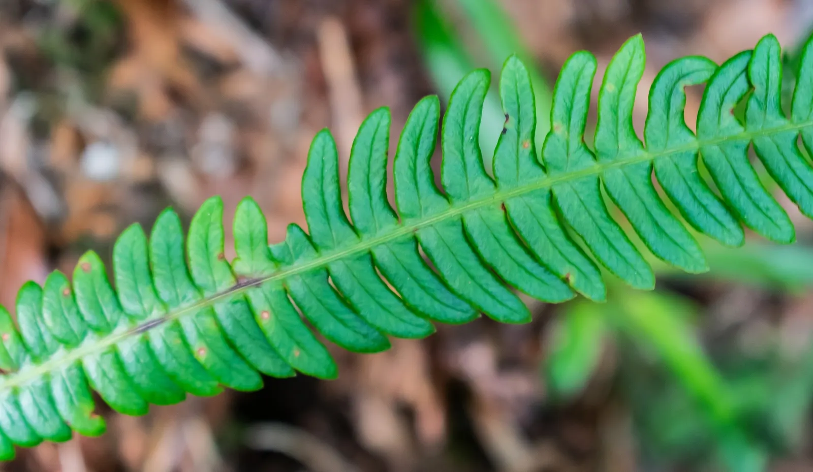 Deer Fern (Blechnum Spicant) — This fern typically reaches a height of about 1 to 2 feet and can spread roughly 1 to 3 feet wide; it requires, image 82