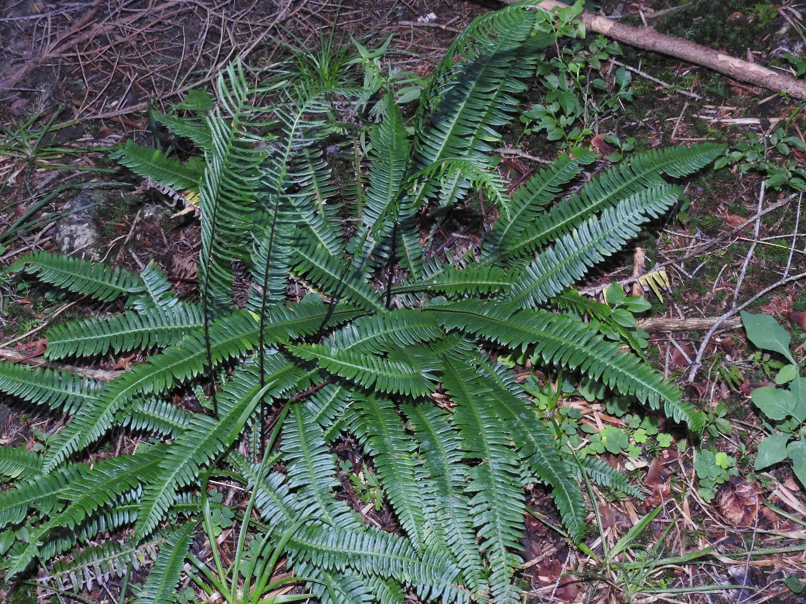 Deer Fern (Blechnum Spicant) — fertile fronds emerge upright