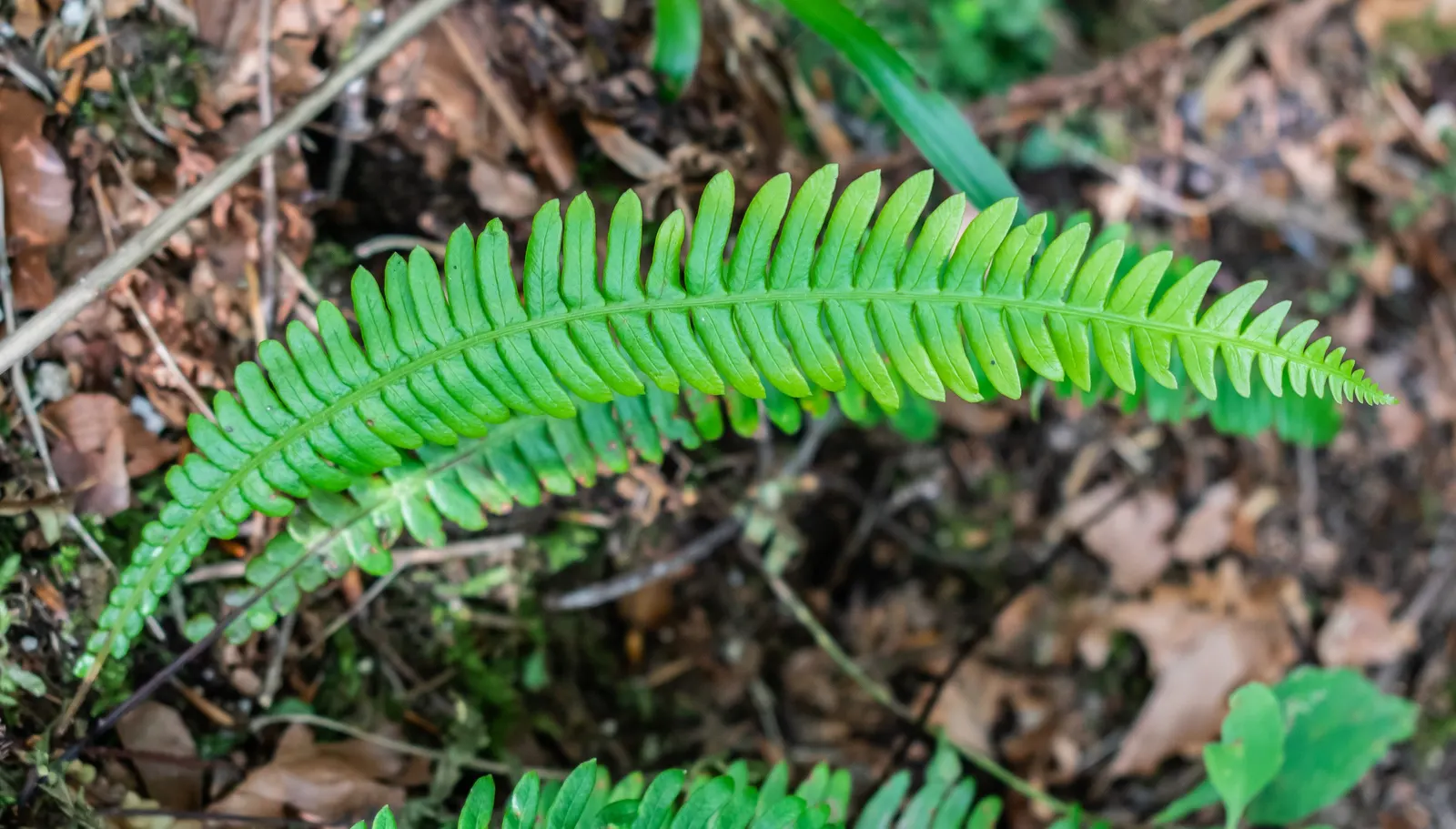 Deer Fern (Blechnum Spicant) — leathery fronds that create neat; blechnum spicant thrives in USDA hardiness zones 5 through 8, image 99