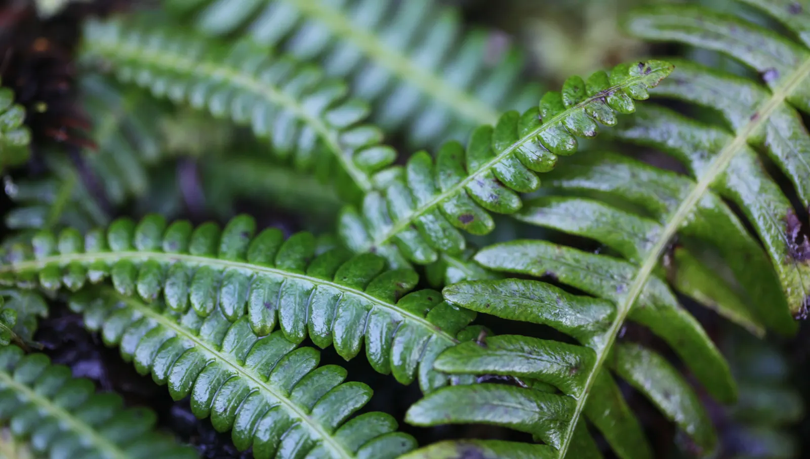 Deer Fern (Blechnum Spicant) — This evergreen fern boasts lush
