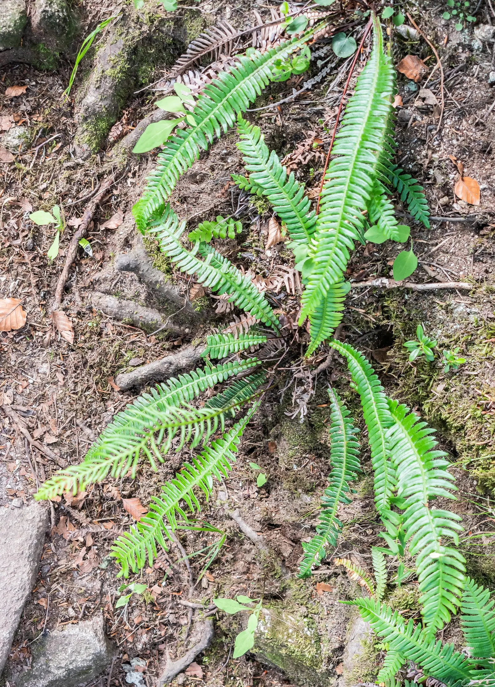 Deer Fern (Blechnum Spicant) — which bears the spores on the underside.<br><br>Preferring moist; an optimal spot for the Deer Fern is an area with, image 65